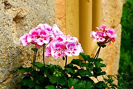 花,夏季,性質
