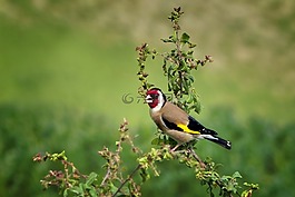 性質(zhì),動(dòng)物世界,鳥(niǎo)
