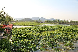 風景,水,春天