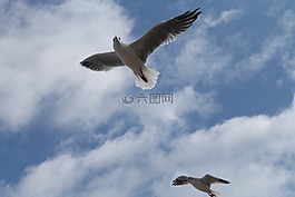 海鷗,鳥,天空