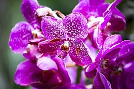 花,蘭花,開花