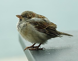 鳥,鳥嘴,羽毛