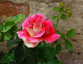 玫瑰,花,花園
