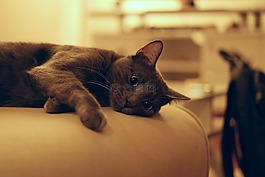 貓,動物,小貓