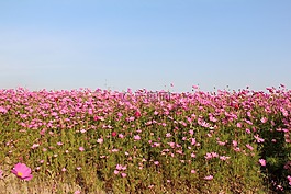 風景,花,春天
