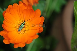 花,橙色,昆蟲