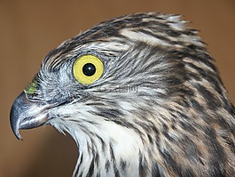 獵鷹,頭,鷙鳥