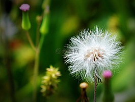 蒲公英,白,花