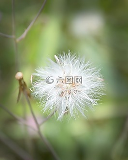 蒲公英,白,花