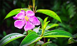 野牡丹,植物,花