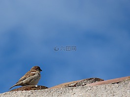 麻雀,屋頂,天空