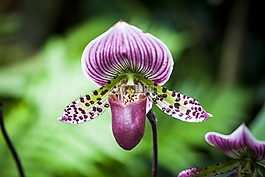 花,開(kāi)花,蘭花