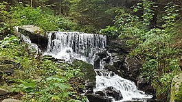 森林,過獨身生活,水