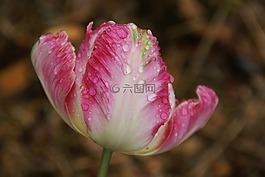 郁金香,花,水滴