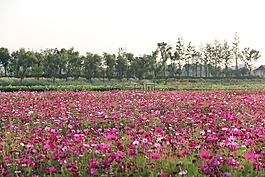 風景,花,春天