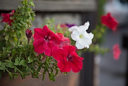 鮮花,牽?；?植物