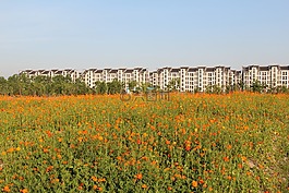 風景,花,春天