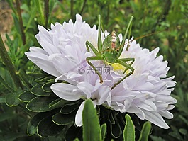 花,蚱蜢,绿色
