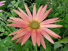 性質(zhì),植物,花