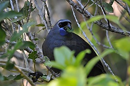 kokako,鸟,新西兰