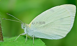 性質(zhì),蝴蝶,多彩