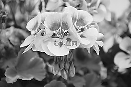 天竺葵花,黑白照片,jardiniere