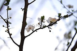 花,白,花瓣