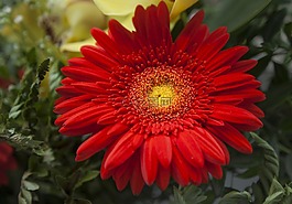 廠,花,開(kāi)花