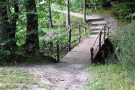 森林,方式,景觀