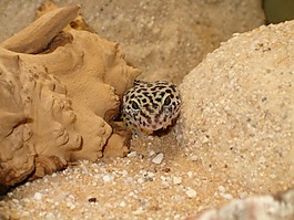 壁虎,爬行動物,蜥蜴