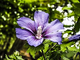 花,花園,春天