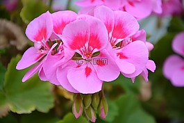 天竺葵,粉紅色的花朵,玫瑰花瓣