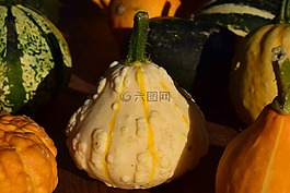 裝飾葫蘆科,南瓜,黃色