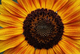花,自然,夏天