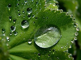 葉子,詳細(xì),雨滴