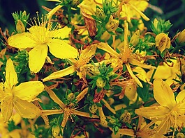 tutsan,场,鲜花
