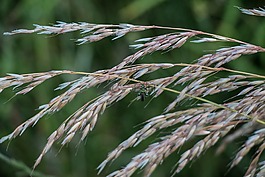 小麥,植物,字段
