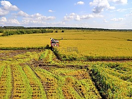 農民,豐收,稻田