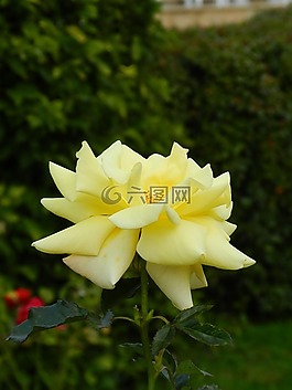 玫瑰,花卉,黃玫瑰