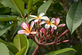 熱帶,自然,花
