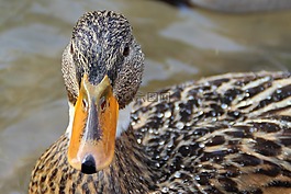 鴨,水,鳥