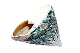 海,外殼,海洋