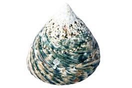 海,外殼,海洋