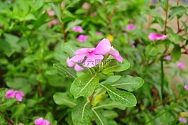 花,越南,binhthuan