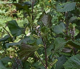 牛排工厂,野生勒,植物
