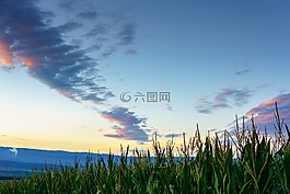 玉米田,伯爾尼,瑞士