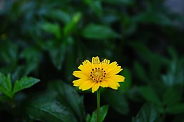 花,hoangduyhung,越南