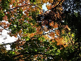性質(zhì),葉子,秋季