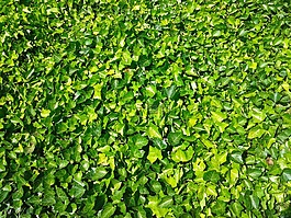 常春藤,植物,綠色