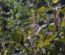 牛排工厂,野生勒,植物